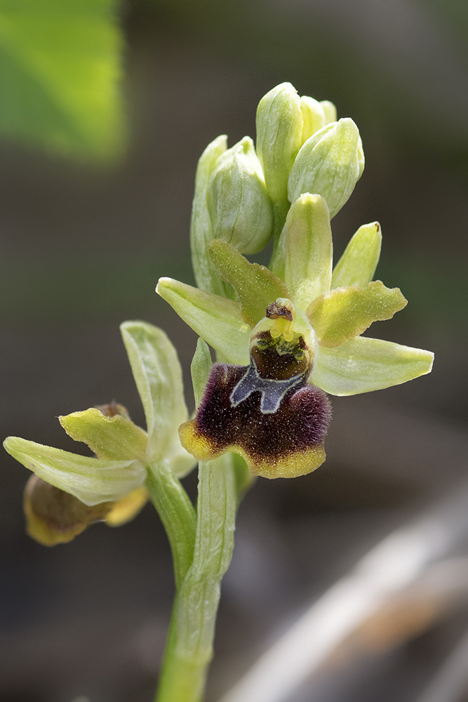 Ophrys sphegodes subsp. minipassionis ?